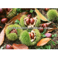 Chinese fresh chestnut 40-50 30-40 40-60pcs per kg